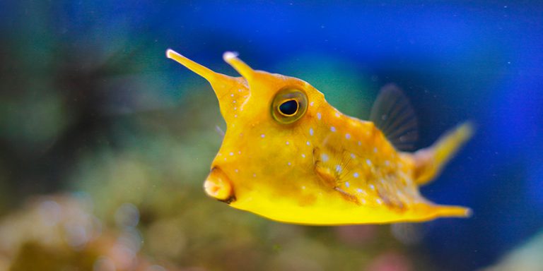 Longhorn Cowfish Biarritz Aquarium