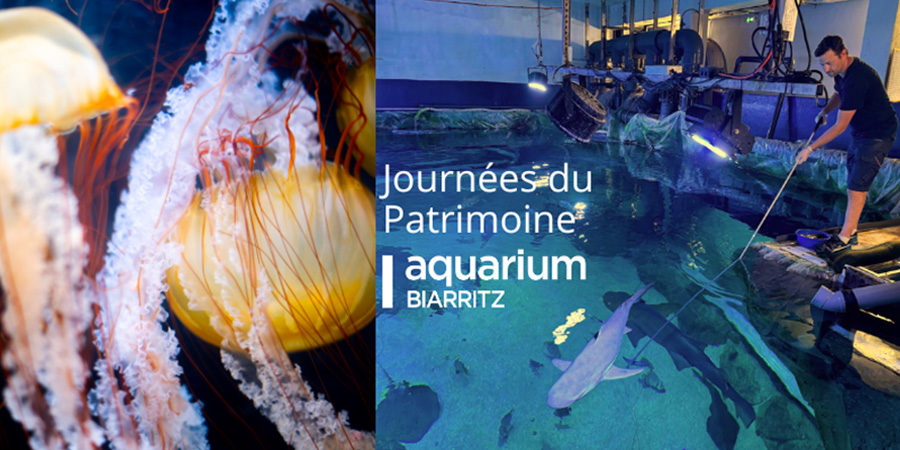 Journées du Patrimoine : Plongez dans les coulisses de l’Aquarium de Biarritz