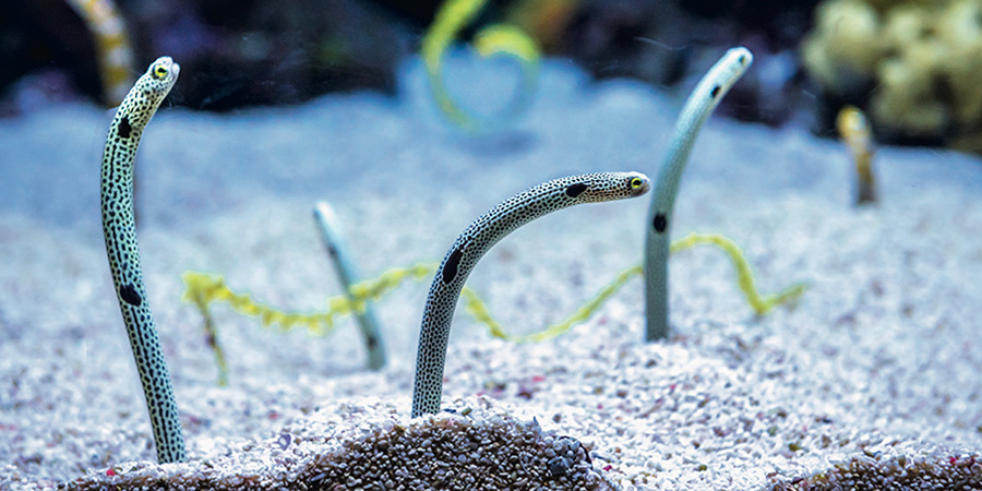 Spotted garden eel