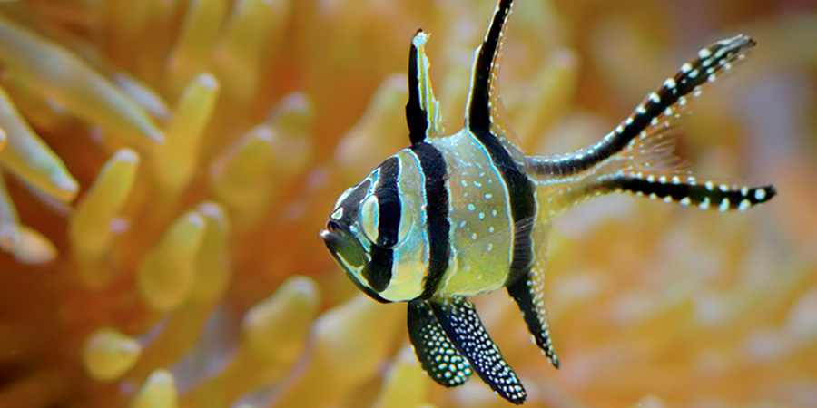 Banggai cardinalfish