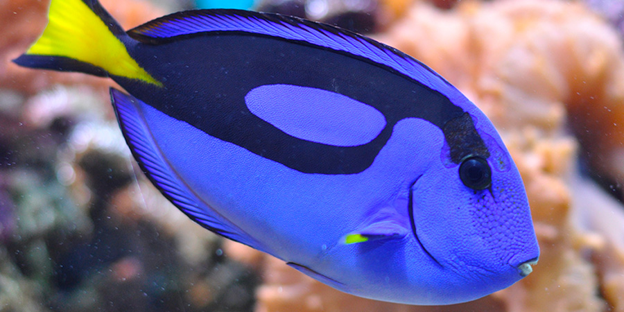 Palette surgeonfish