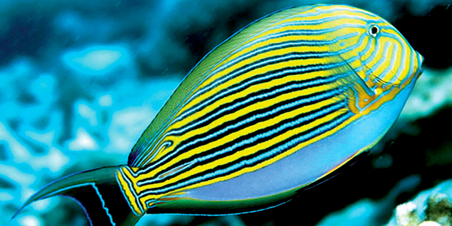 Clown surgeonfish