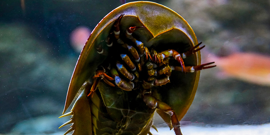 Atlantic horseshoe crab