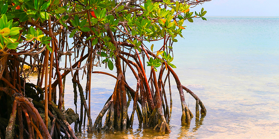 Red mangrove | Biarritz Aquarium