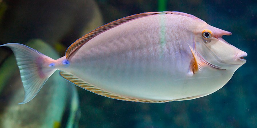 Bluespine unicornfish