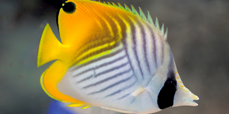 Threadfin butterflyfish