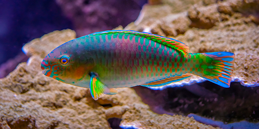 Poisson perroquet de Quoy | Aquarium de Biarritz