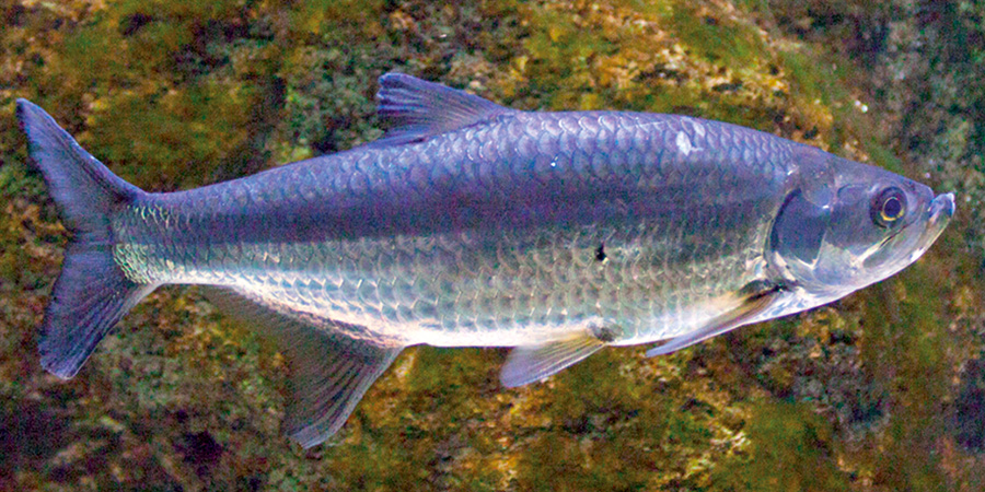 Atlantic tarpon