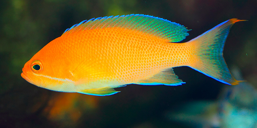 Anthias pêche