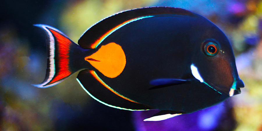 Achilles surgeonfish