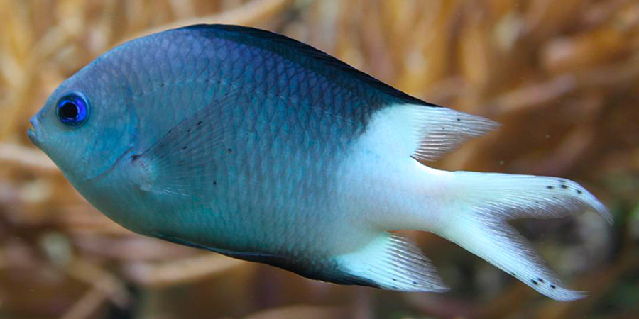 Chromis à épines