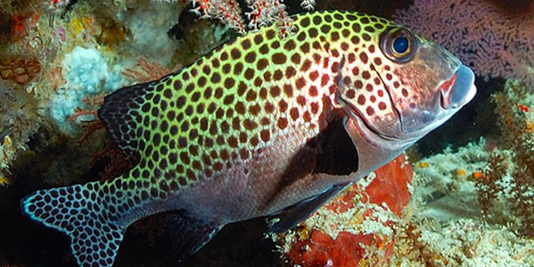 Harlequin Sweetlips Biarritz Aquarium