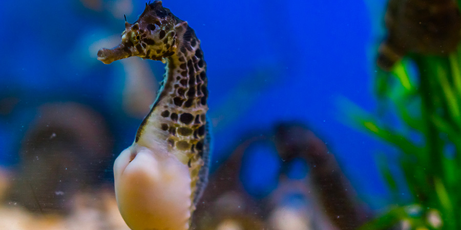 Big-belly seahorse