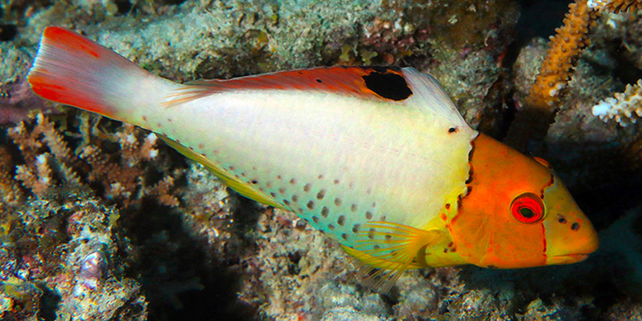 Pez loro bicolor | Aquarium de Biarritz