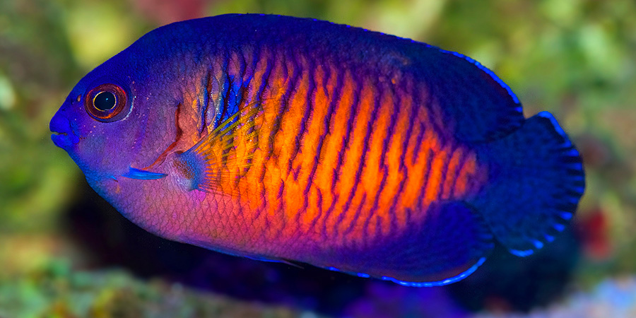 Poisson-ange nain à deux épines