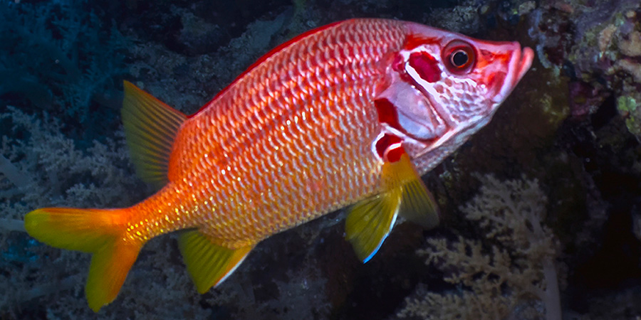 Poisson-écureuil géant