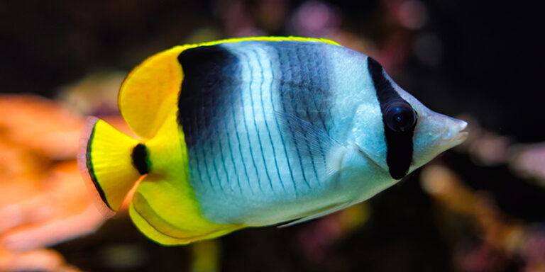 Poisson Papillon Selles Aquarium De Biarritz