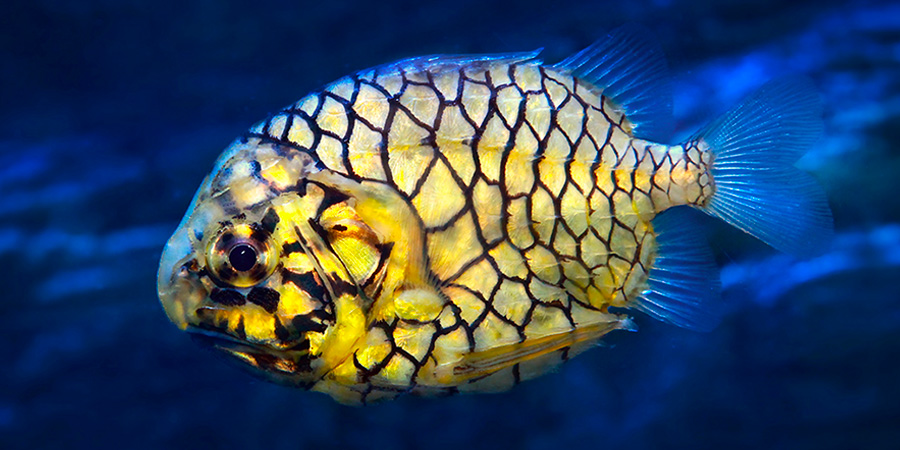 Poisson pomme de pin