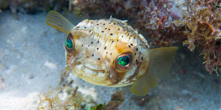 Poisson Porc Pic Taches Aquarium De Biarritz