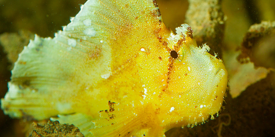 Leaf scorpionfish