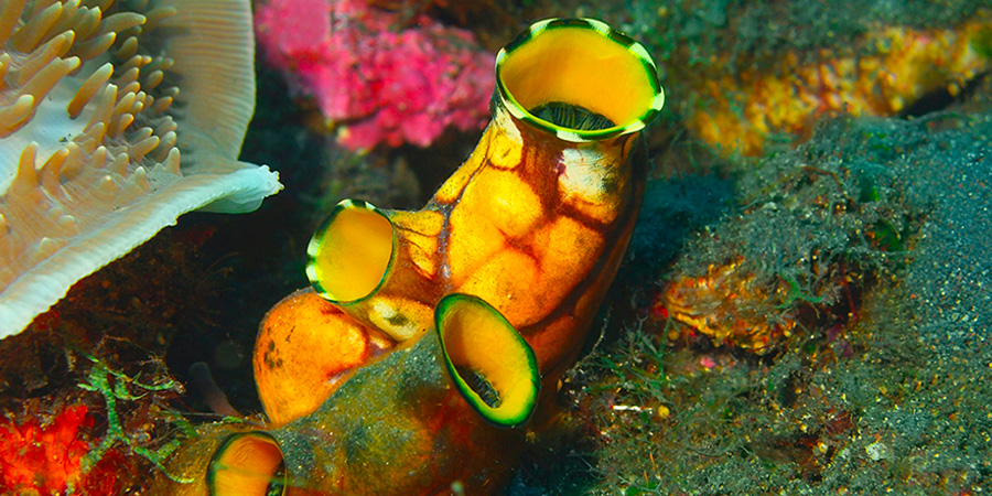 Sea squirts, tunicates or ascidians