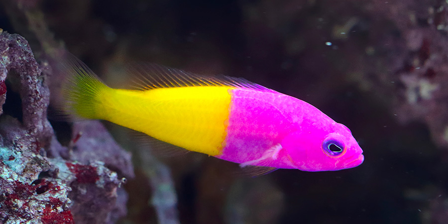 Dottyback bicolor