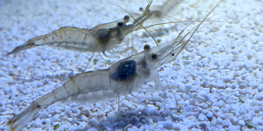 Atlantic ditch shrimp