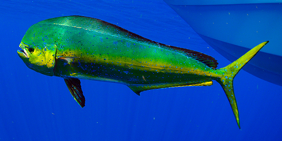 Common dolphinfish