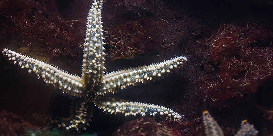 Etoile de mer glaciaire