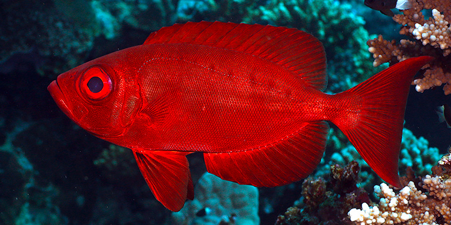 Lunar-tailed bigeye