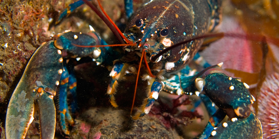 Homard européen