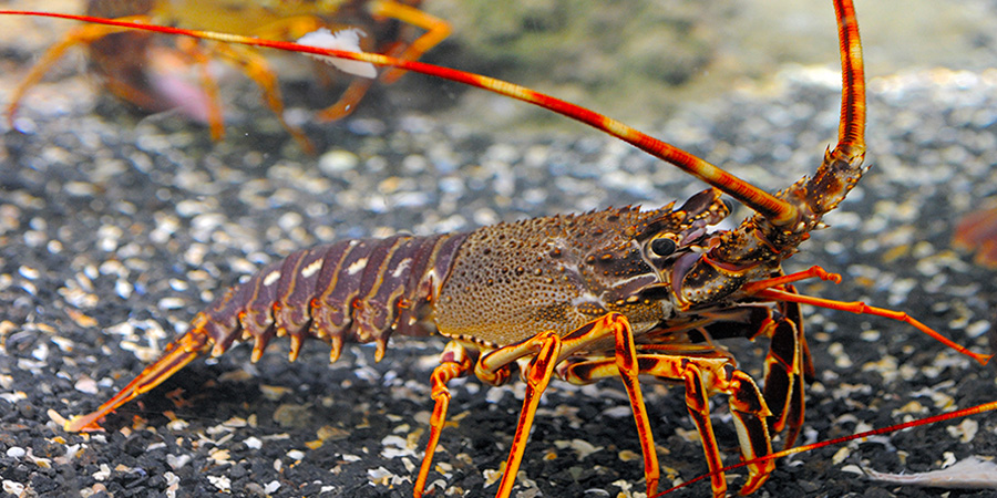 Langouste rouge