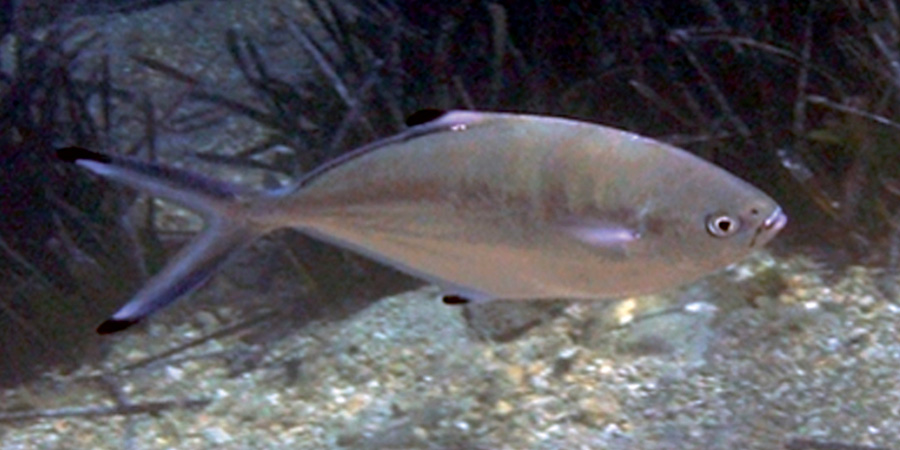 Pompano