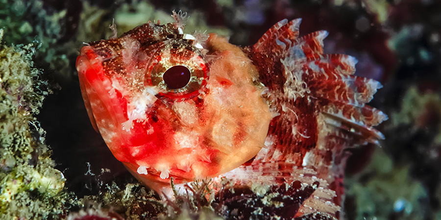 Small red scorpionfish