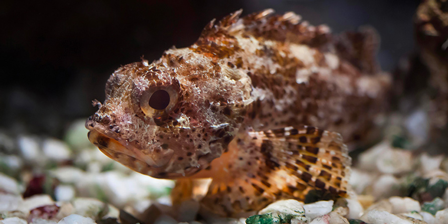 Black scorpionfish