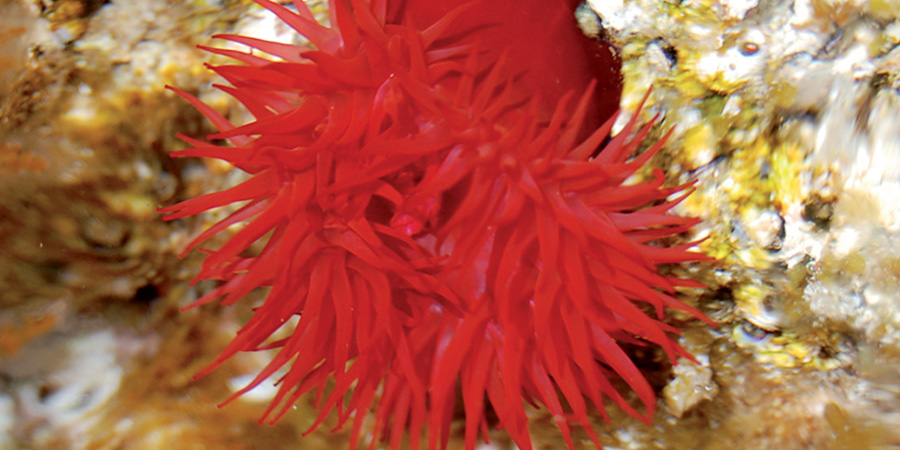 Actinia roja