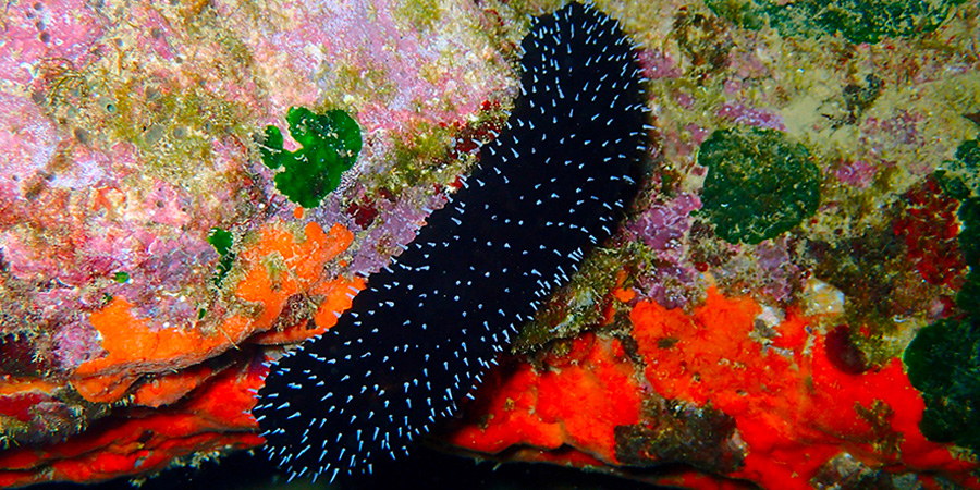 Black sea cucumber