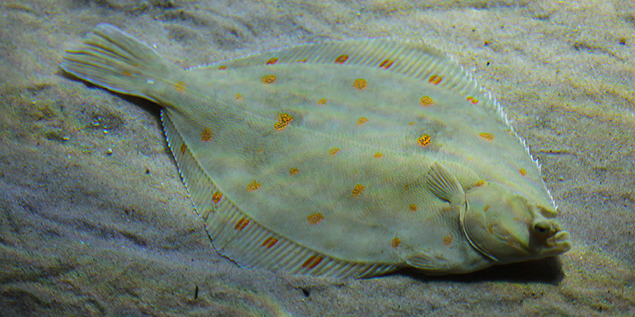 European plaice